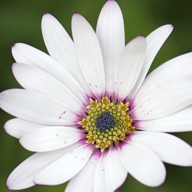 Natur Blueten Bunt 071