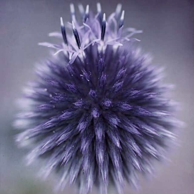Natur Blueten Bunt 072