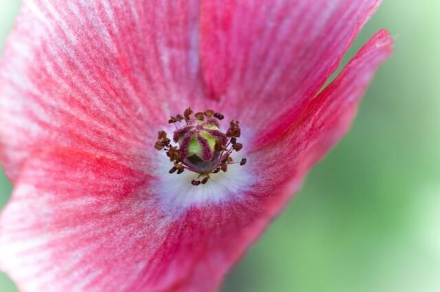Natur Blueten Bunt 075