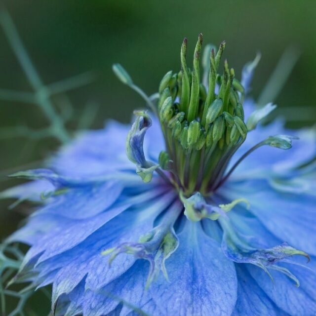 Natur Blueten Bunt 080