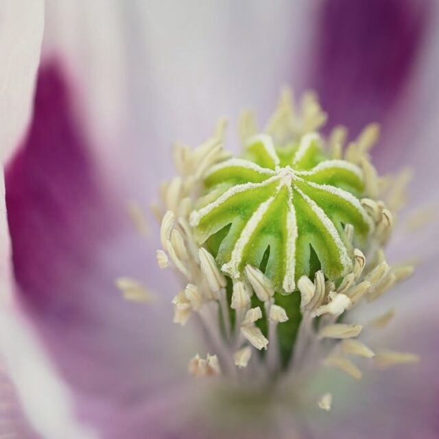 Natur Blueten Bunt 082