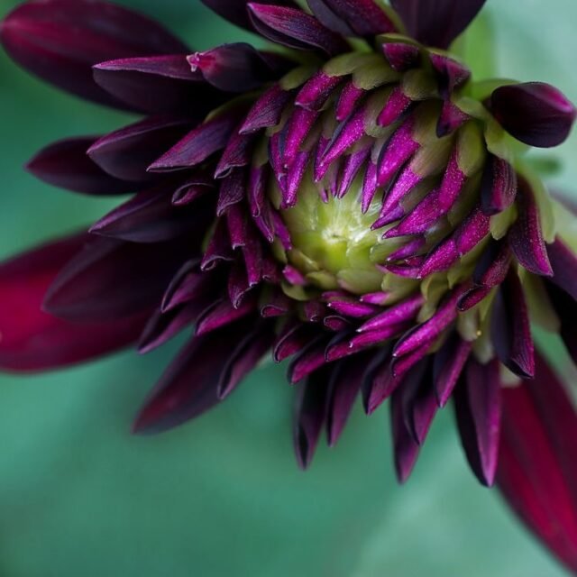 Natur Blueten Bunt 085