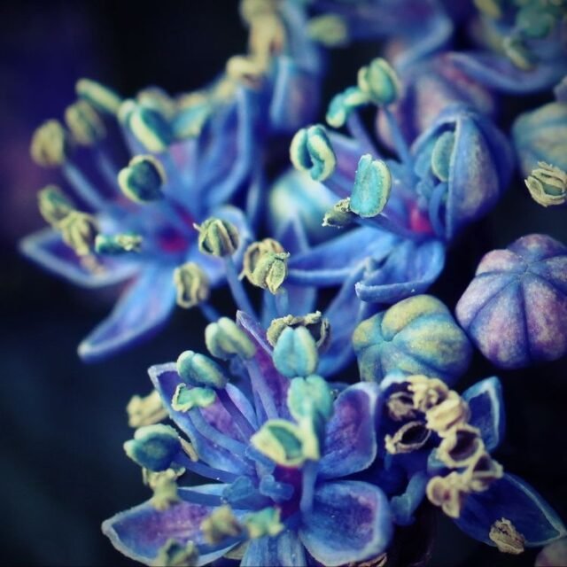 Natur Blueten Bunt 088