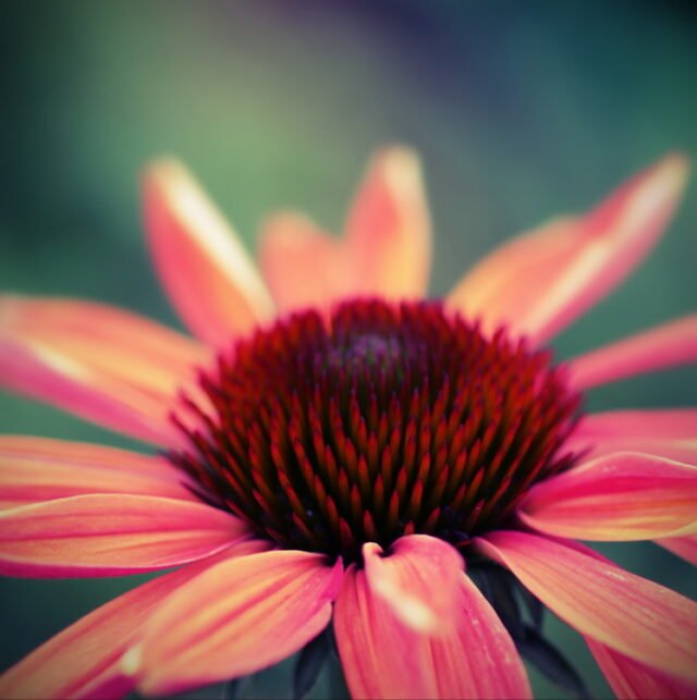Natur Blueten Bunt 091