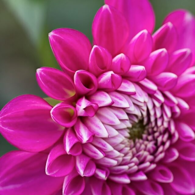 Natur Blueten Bunt 097