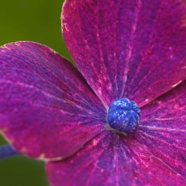 Natur Blueten Bunt 100