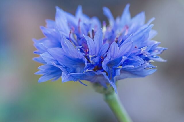 Natur Blueten Bunt 102