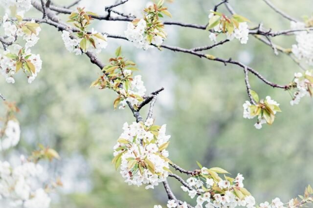 Natur Blueten Pastell 05