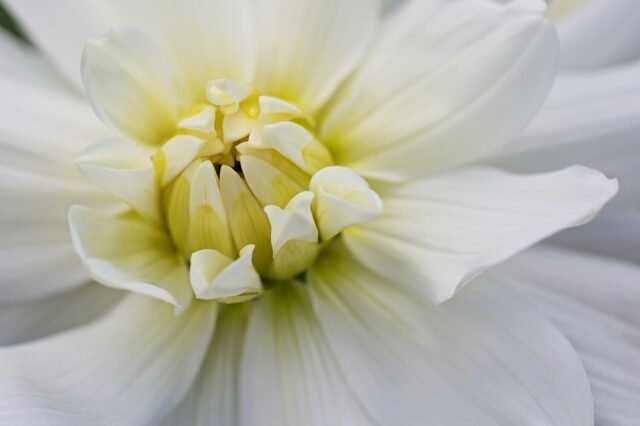 Natur Blueten Pastell 10