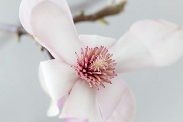 Natur Blueten Pastell 16