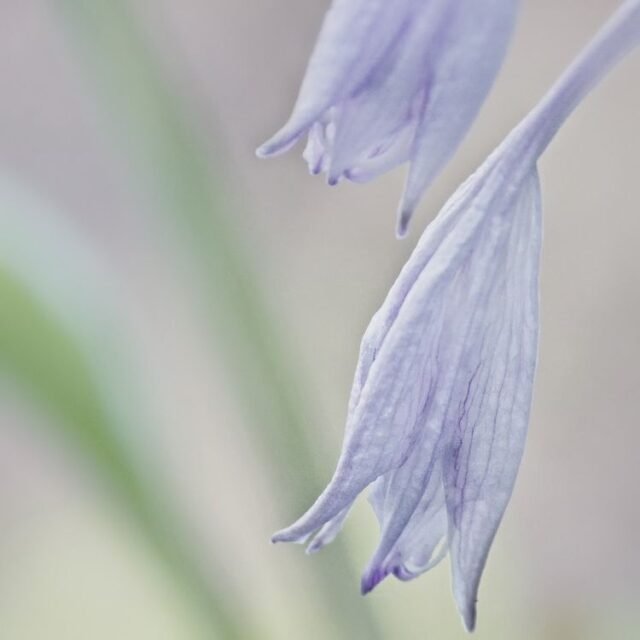 Natur Blueten Pastell 21