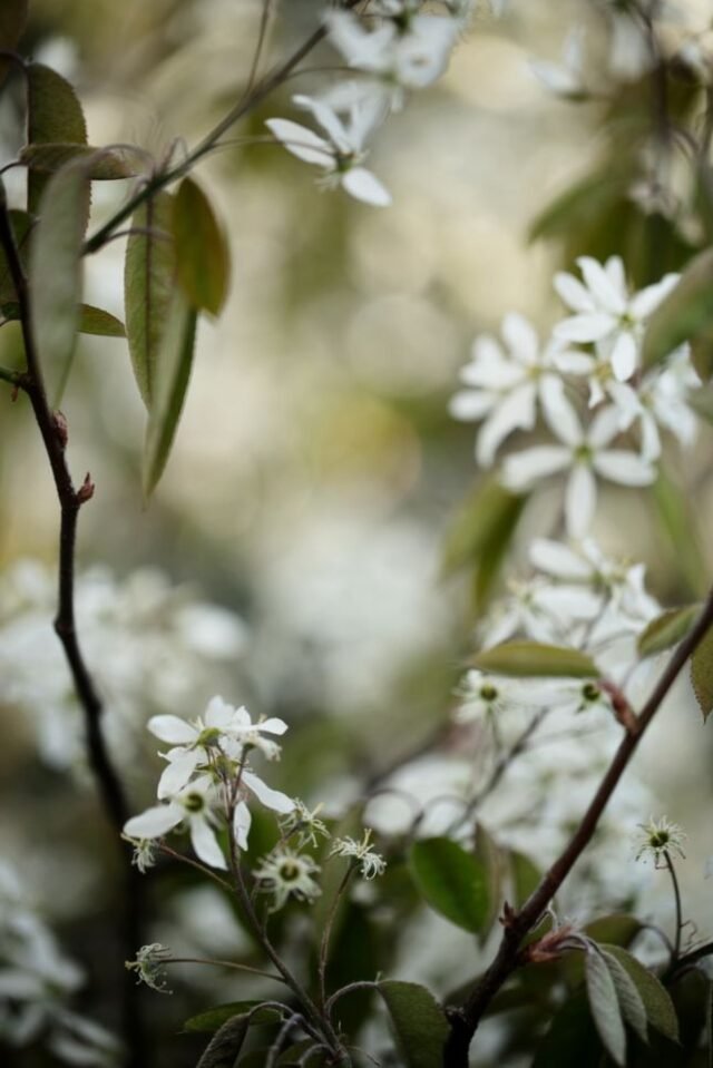 Natur Blueten Pastell 24