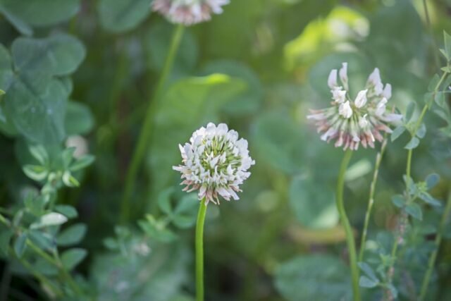 Natur Blueten Pastell 31