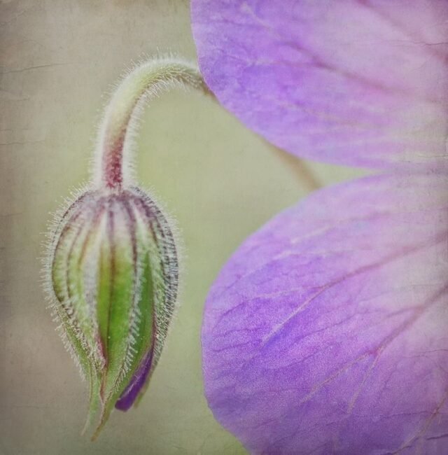 Natur Blueten Pastell 37