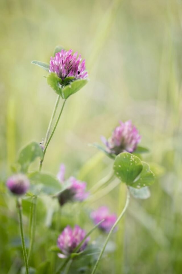Natur Blueten Pastell 38