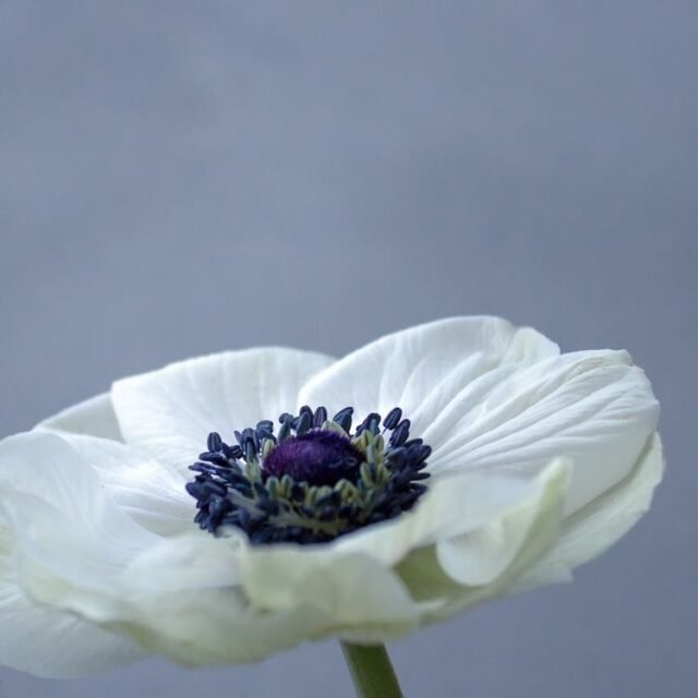 Natur Blueten Pastell 41