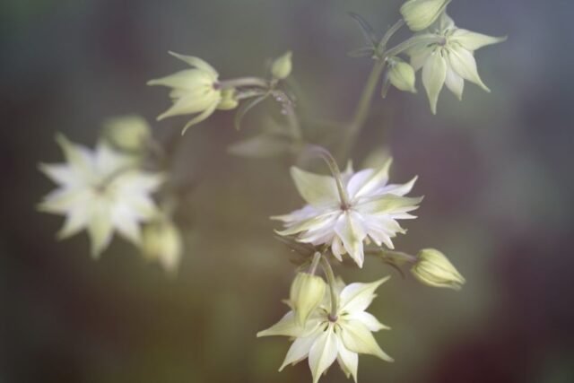 Natur Blueten Pastell 46