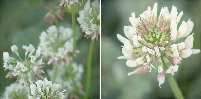 Natur Blueten Pastell 48