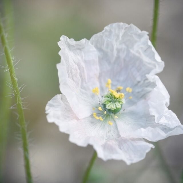 Natur Blueten Pastell 55