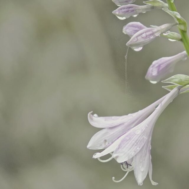 Natur Blueten Pastell 56