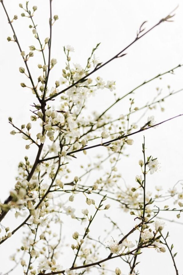 Natur Blueten Pastell 57