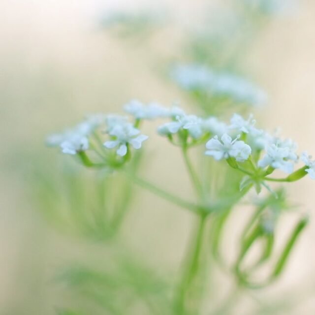 Natur Blueten Pastell 60