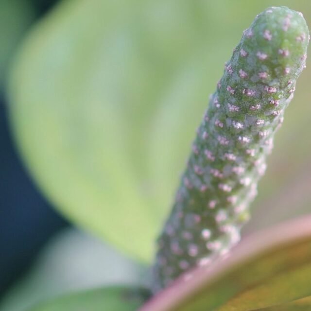 Natur Blueten Pastell 61