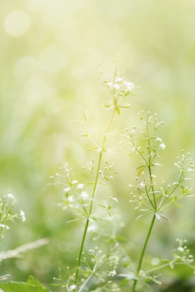 Natur Blueten Pastell 63