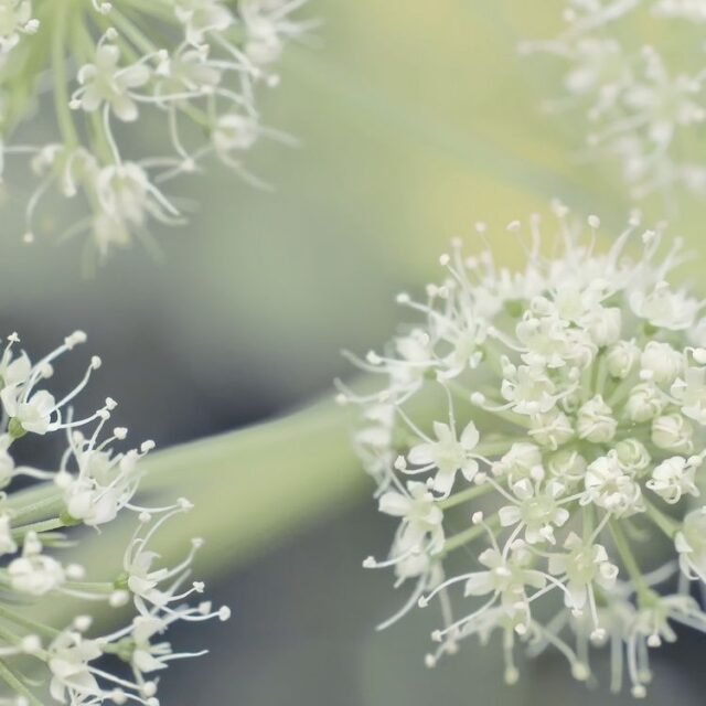 Natur Blueten Pastell 64