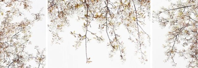 Natur Blueten Pastell 65