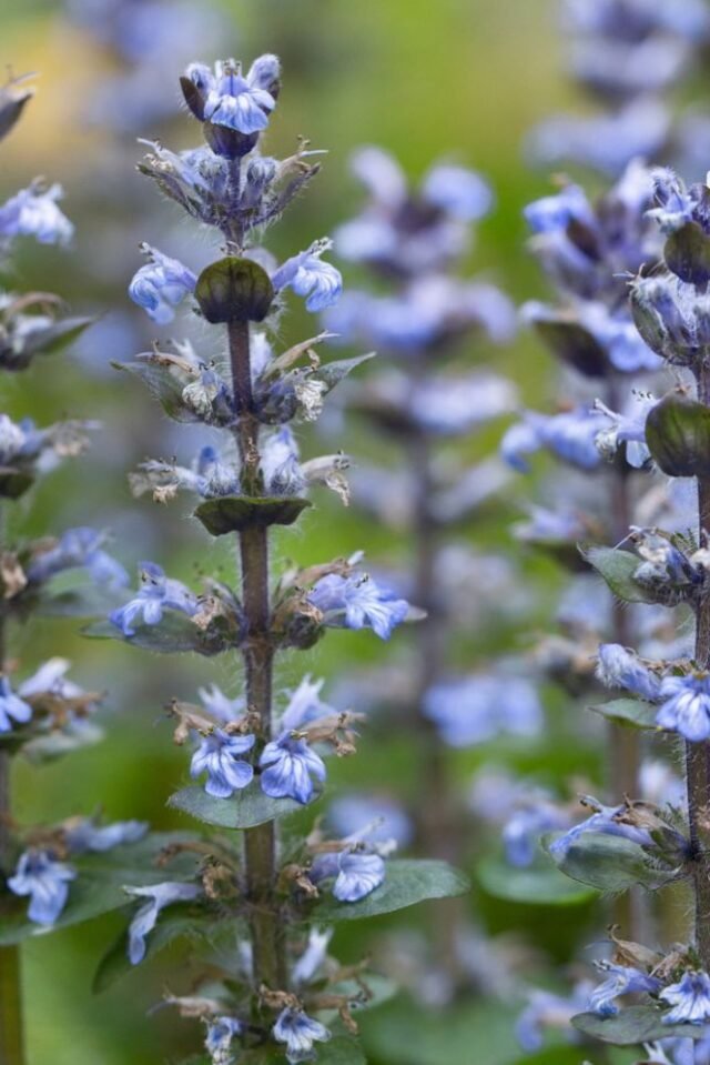 Natur Blueten Pastell 67