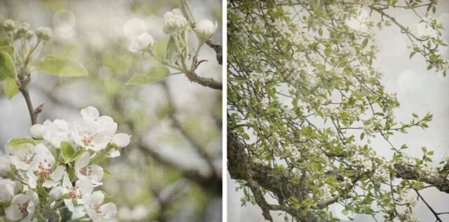 Natur Blueten Pastell 77
