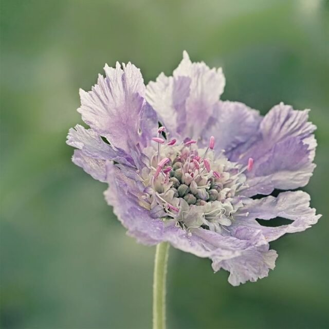 Natur Blueten Pastell 82
