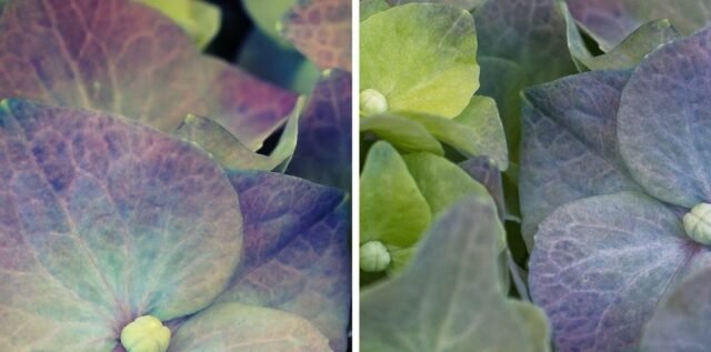 Natur Blueten Pastell 93