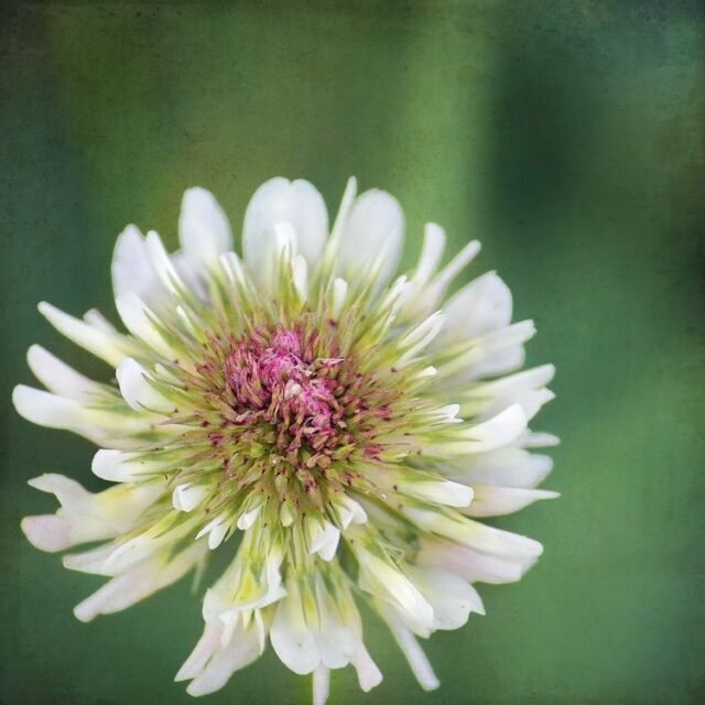 Natur Blueten Pastell 96