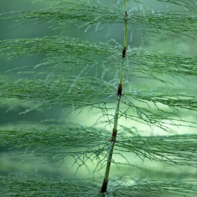 Natur Graeser 01