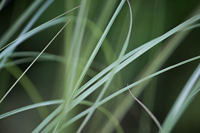 Natur Graeser 02