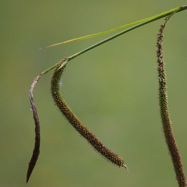Natur Graeser 03