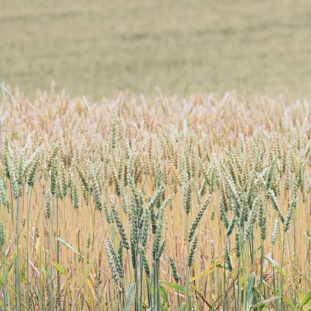Natur Graeser 04
