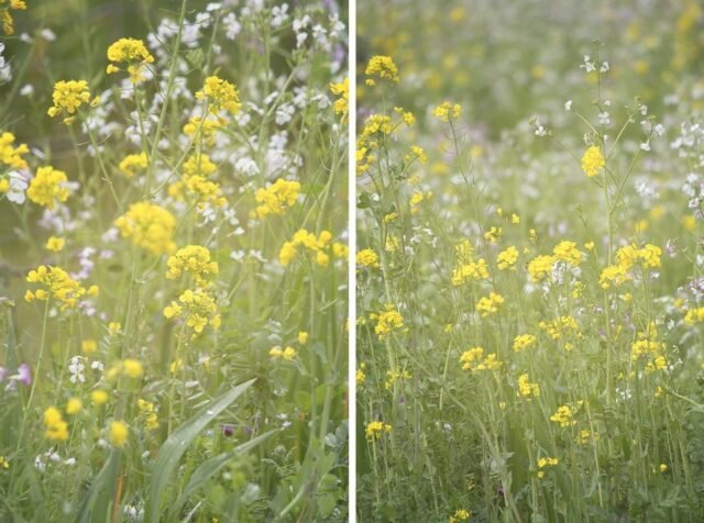 Natur Graeser 05