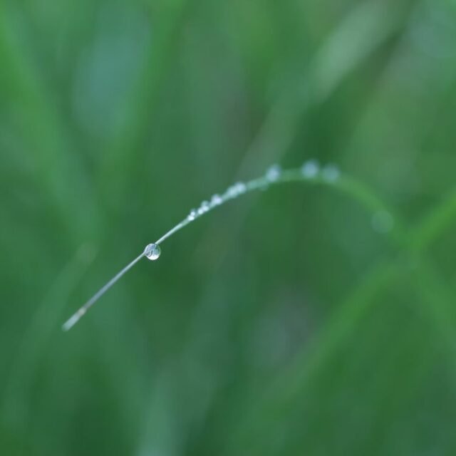 Natur Graeser 06