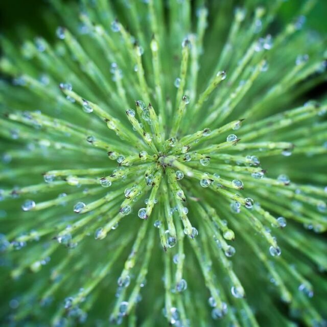 Natur Graeser 07