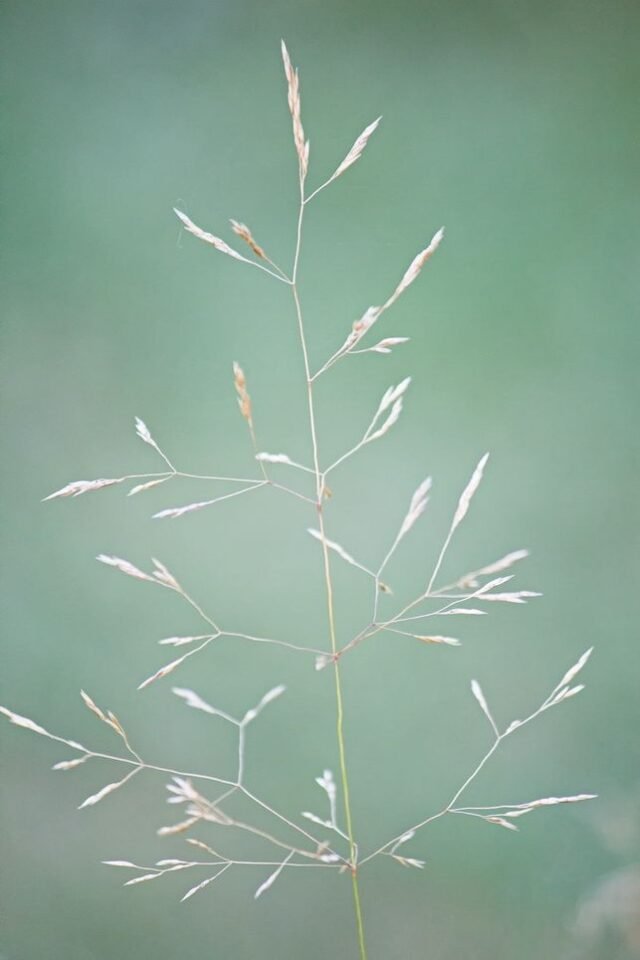 Natur Graeser 08