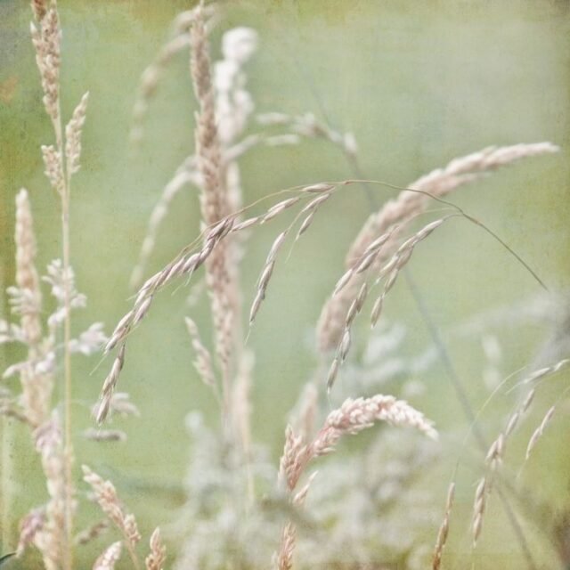 Natur Graeser 09