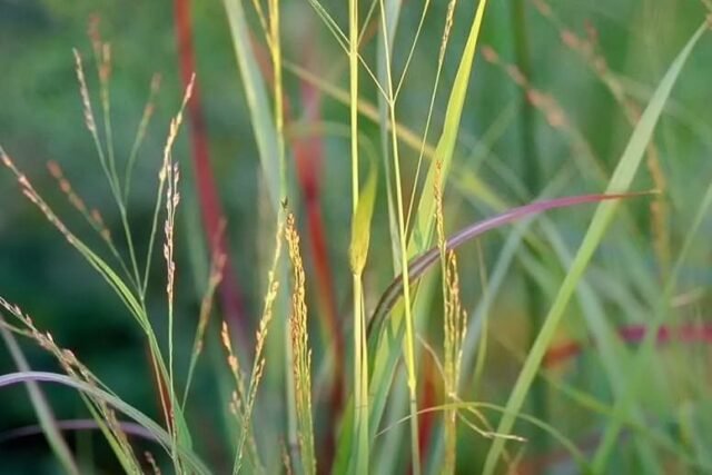 Natur Graeser 10