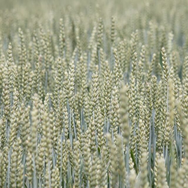 Natur Graeser 11