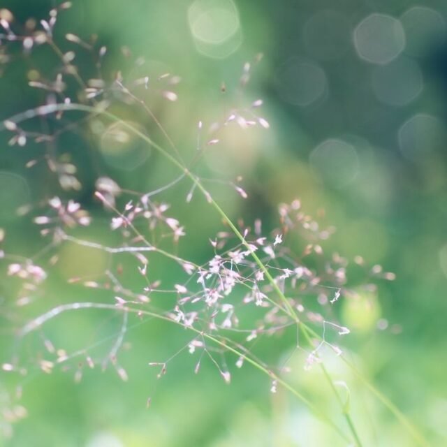 Natur Graeser 12