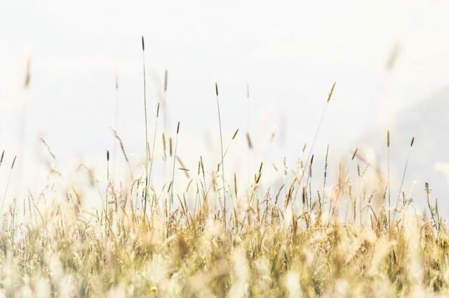 Natur Graeser 13
