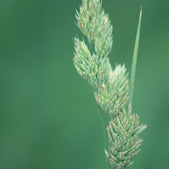 Natur Graeser 14
