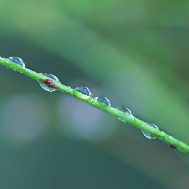 Natur Graeser 15